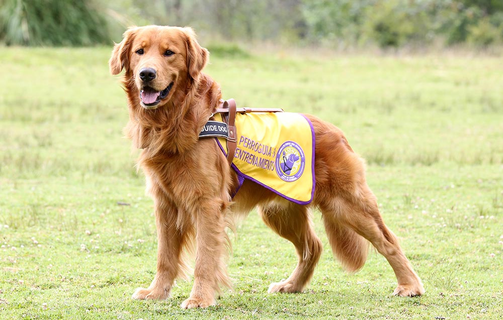 Postal de nuestro hermoso perro guía en entrenamiento, Max.