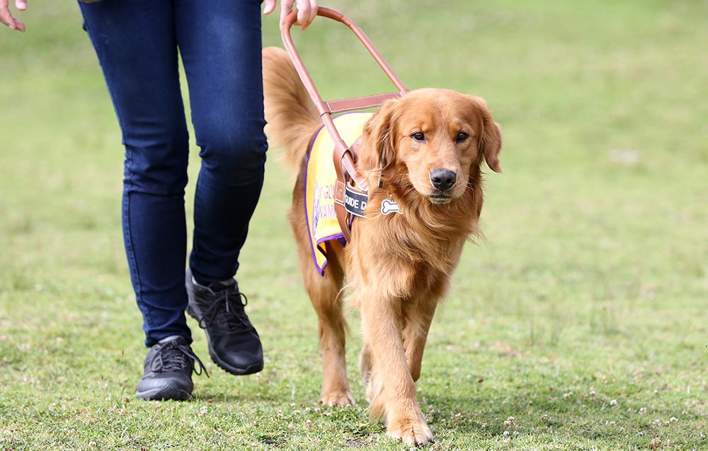 Nuestro can, entrenando para convertirse en un perro guía.