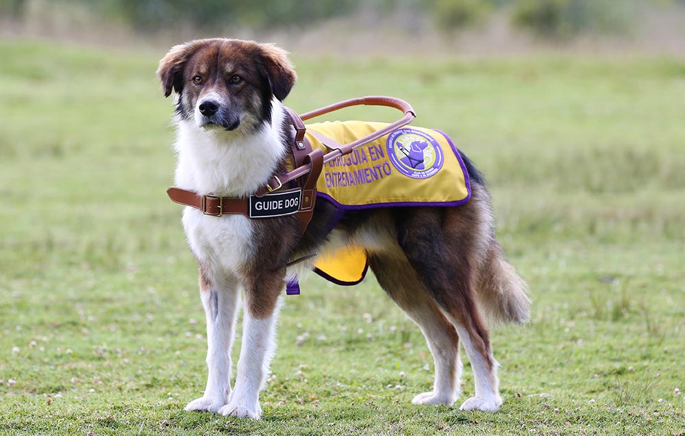 Postal de uno de nuestros queridos perros guía en entrenamiento.