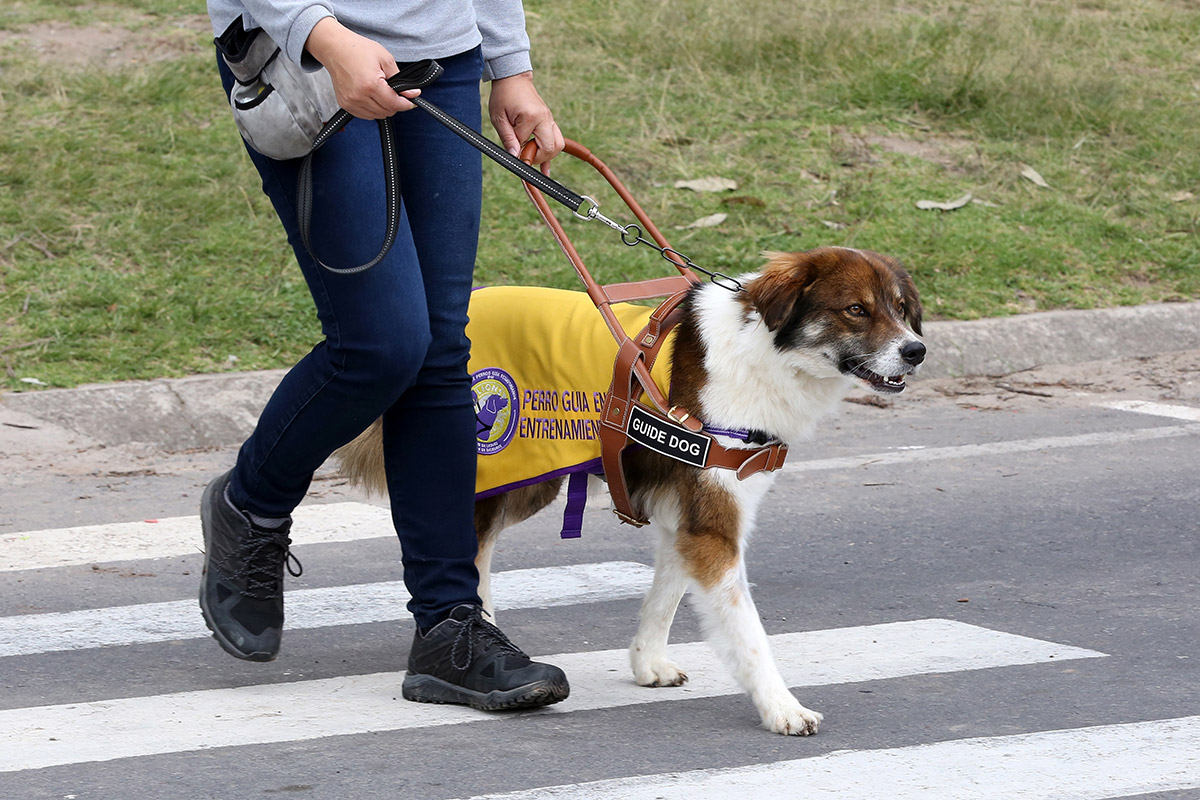 Nuestro perro guía en entrenamiento aprendiendo a cruzar la calle.