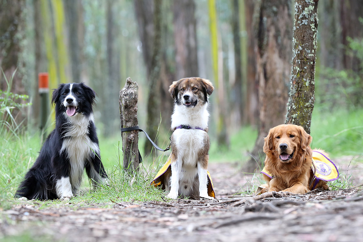 Nuestros futuros perros guía, tomando un descanso.