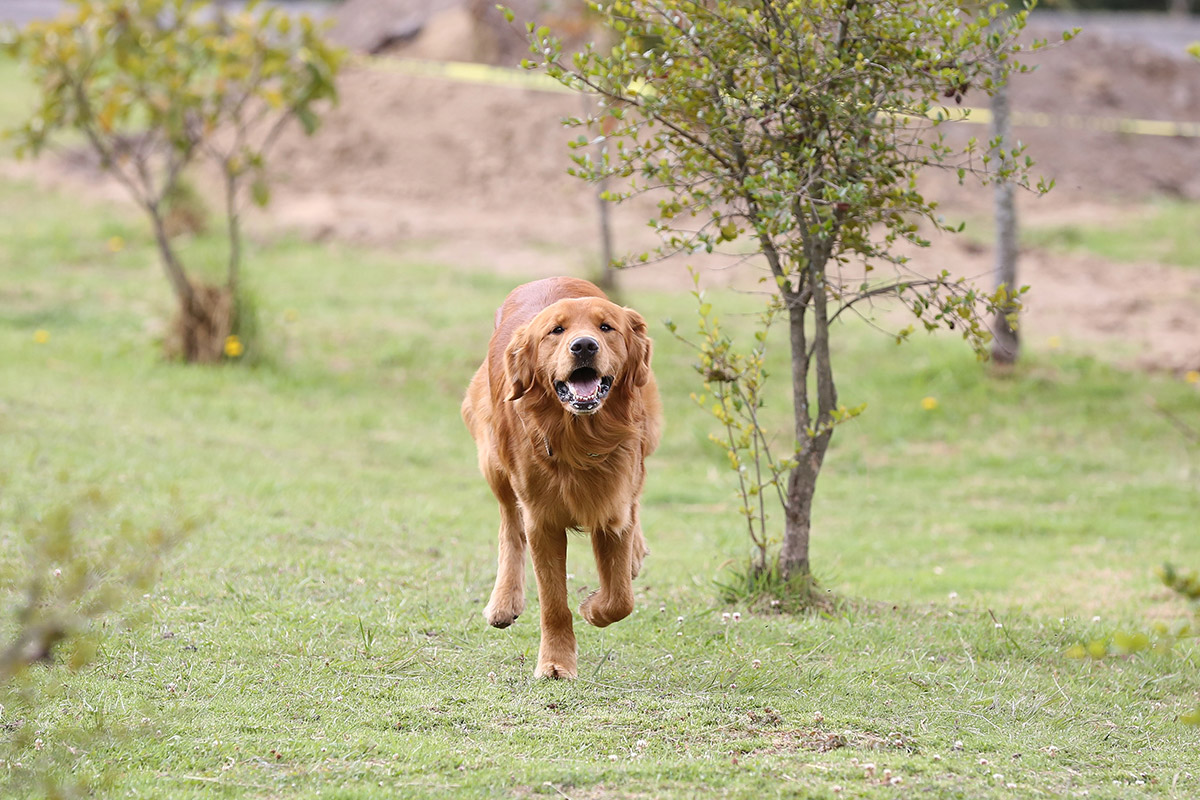 Max, corriendo y divirtiéndose en nuestro campo de entrenamiento.